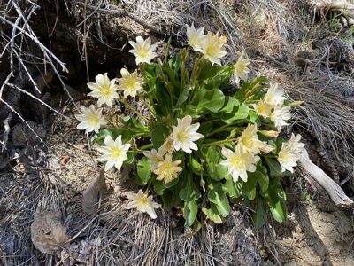 Lewisia tweedyi, photographed by Matt Berger