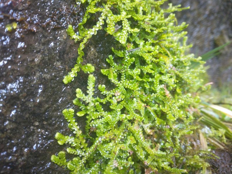 Selaginella douglasii, photographed by Drew Meyer