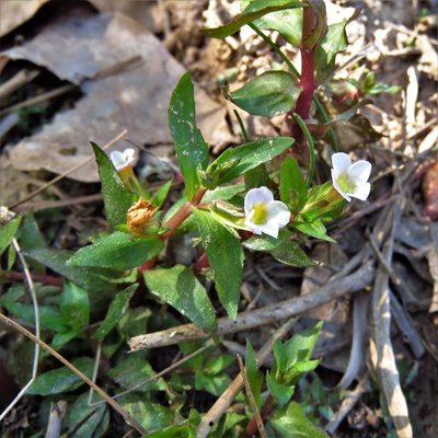 Gratiola neglecta, photographed by Annika Lindqvist