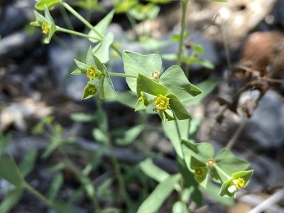 Euphorbia brachycera, photographed by Reid Hardin