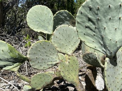 Opuntia orbiculata, photographed by Reid Hardin