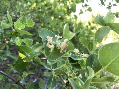 Lonicera albiflora, photographed by Reid Hardin