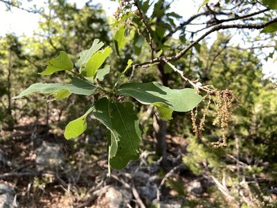 Quercus laceyi, photographed by Reid Hardin
