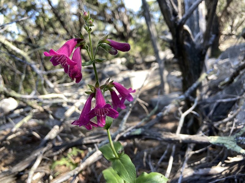 Penstemon triflorus, photographed by Reid Hardin