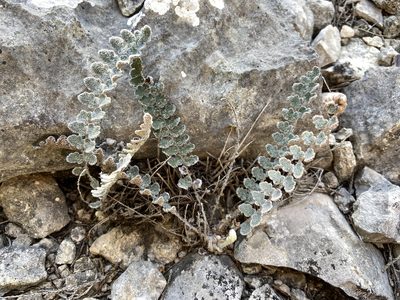 Astrolepis integerrima, photographed by Reid Hardin