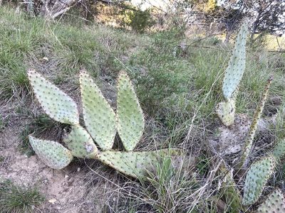 Opuntia lindheimeri, photographed by Reid Hardin