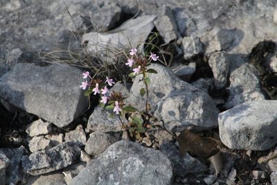 Hedeoma acinoides, photographed by Reid Hardin