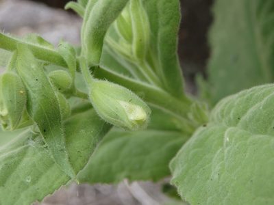 Digitalis thapsi, photographed by Carminda Santos