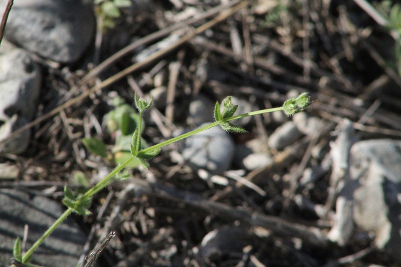Galium virgatum, photographed by Reid Hardin