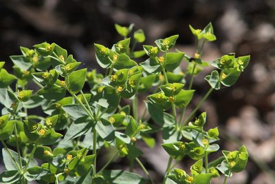 Euphorbia brachycera, photographed by Reid Hardin