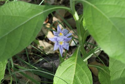 Nemastylis geminiflora, photographed by Reid Hardin