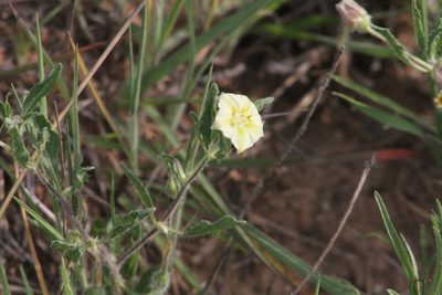 Chamaesaracha edwardsiana, photographed by Reid Hardin