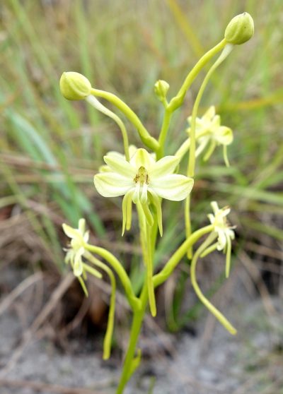 Habenaria ambositrana, photographed by Thibaud Aronson