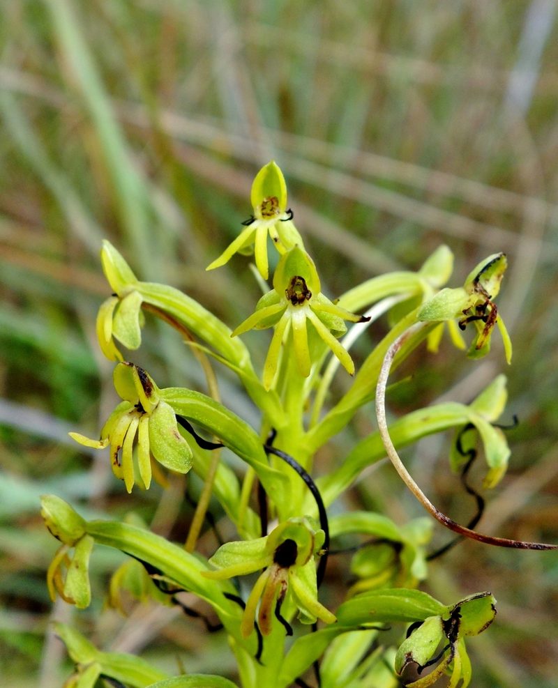 Habenaria hilsenbergii, photographed by Thibaud Aronson