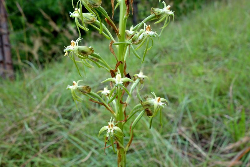 Habenaria incarnata, photographed by Thibaud Aronson