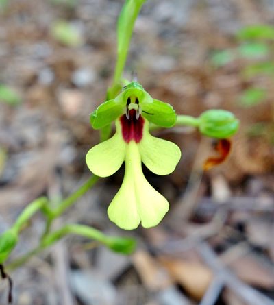 Cynorkis flexuosa, photographed by Thibaud Aronson