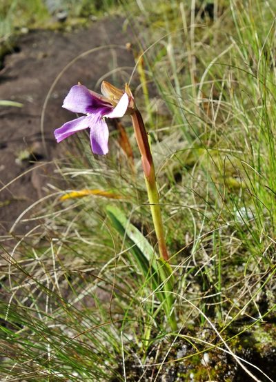 Cynorkis uniflora, photographed by Thibaud Aronson