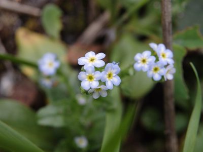 Myosotis welwitschii, photographed by Carminda Santos