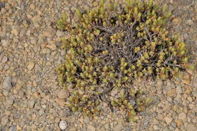 Pimelea microphylla, photographed by Pieter Pelser