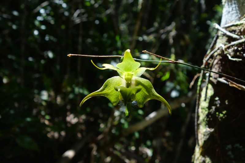 Aeranthes ramosa, photographed by Thibaud Aronson