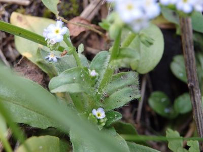 Myosotis welwitschii, photographed by Carminda Santos