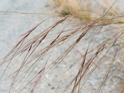 Nassella pulchra, photographed by Daniel S.