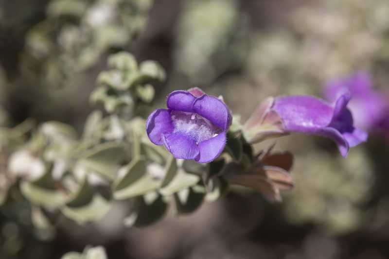 Eremophila rotundifolia, photographed by Kym Nicolson