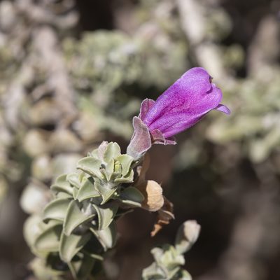 Eremophila rotundifolia, photographed by Kym Nicolson