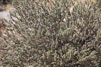 Eremophila rotundifolia, photographed by Kym Nicolson