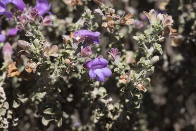 Eremophila rotundifolia, photographed by Kym Nicolson