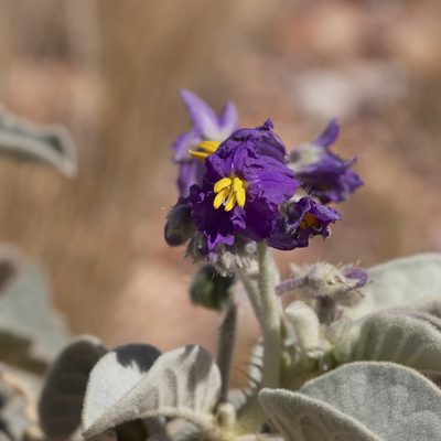 Solanum quadriloculatum, photographed by Kym Nicolson