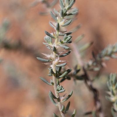 Sclerolaena lanicuspis, photographed by Kym Nicolson