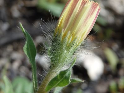 Hispidella hispanica, photographed by Carminda Santos