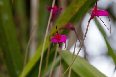Masdevallia amabilis, photographed by Thibaud Aronson