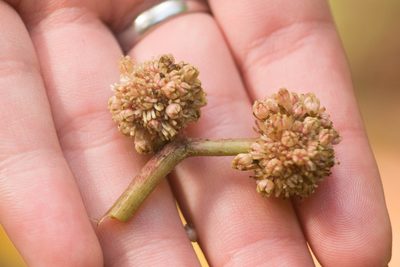Touchardia latifolia, photographed by Kevin Faccenda