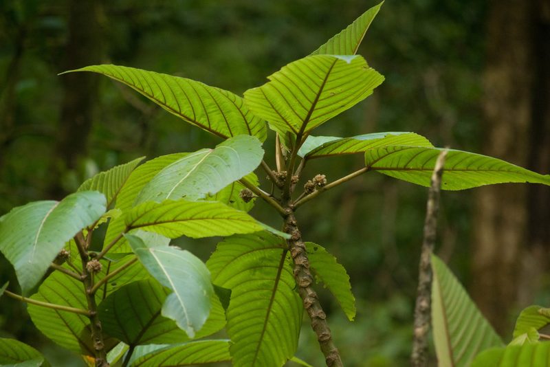 Touchardia latifolia, photographed by Kevin Faccenda
