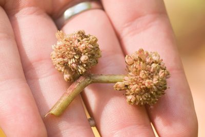 Touchardia latifolia, photographed by Kevin Faccenda