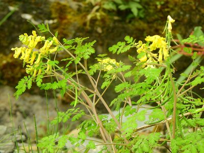 Corydalis balansae, photographed by Yi-fan翊凡