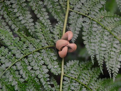 Monachosorum henryi, photographed by Yi-fan翊凡