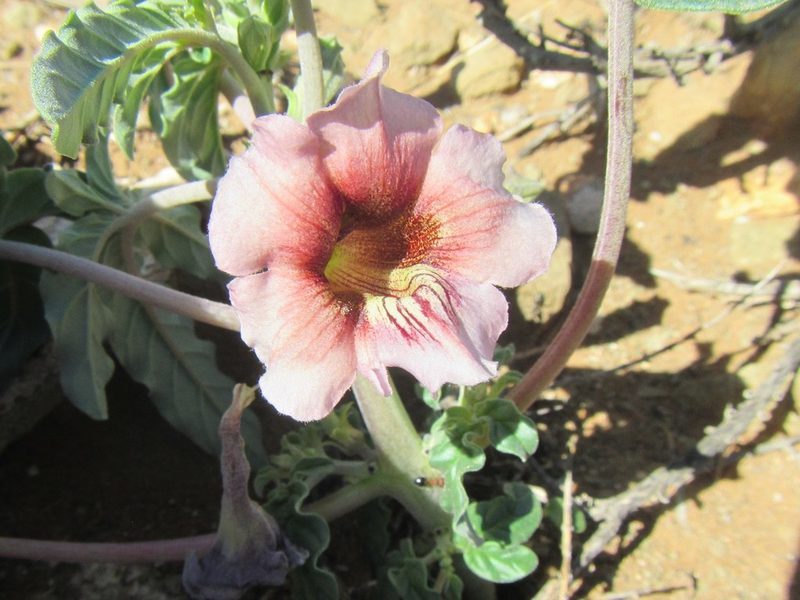 Sesamum capense, photographed by douglaseustonbrown