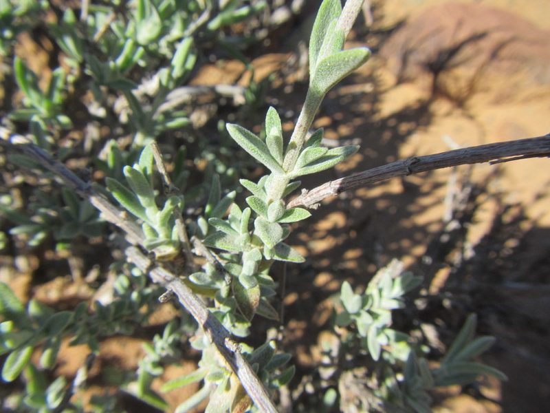 Pteronia glauca, photographed by douglaseustonbrown