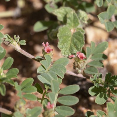 Indigofera tsiangiana, photographed by Kym Nicolson