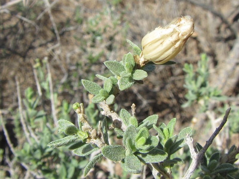 Pteronia inflexa, photographed by douglaseustonbrown
