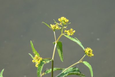 Rorippa indica, photographed by Zinogre