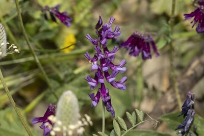 Vicia eriocarpa, photographed by Eleftherios Katsillis