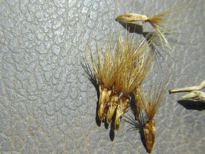Pteronia inflexa, photographed by douglaseustonbrown