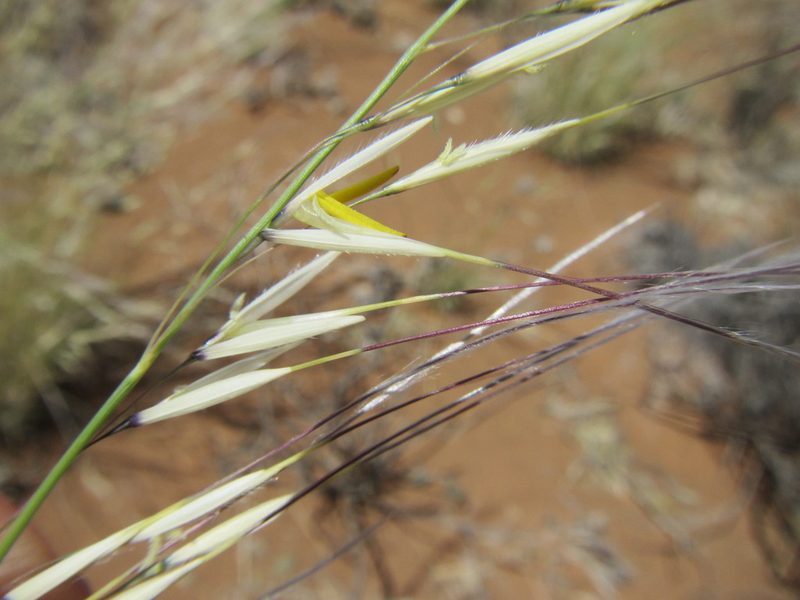 Stipagrostis ciliata, photographed by douglaseustonbrown