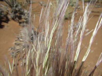 Stipagrostis ciliata, photographed by douglaseustonbrown