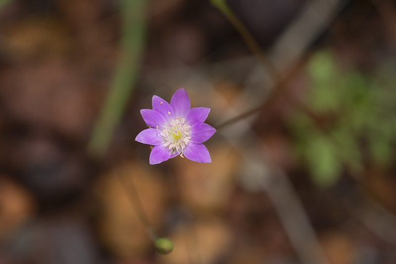 Calandrinia uniflora, photographed by Kym Nicolson