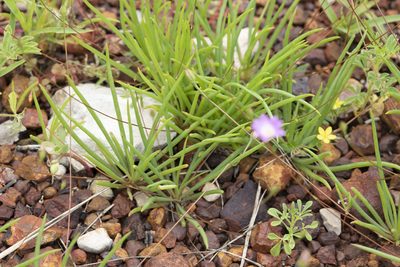 Calandrinia uniflora, photographed by Kym Nicolson
